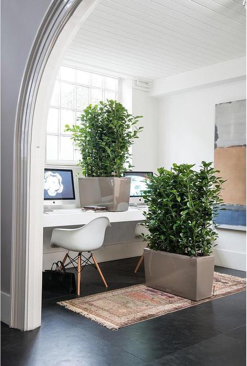 Produktbild Lechuza Cararo (75 x 30 x 43 cm)