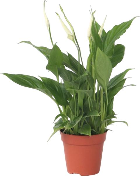 Produktbild Plant in a Box Spathiphyllum 'Torelli' - Friedenslilie (30 cm)