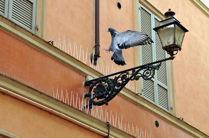 Produktbild Swissinno Taubenabwehrspikes transparentes Polycarbonat 300cm inkl. Silikonkleber