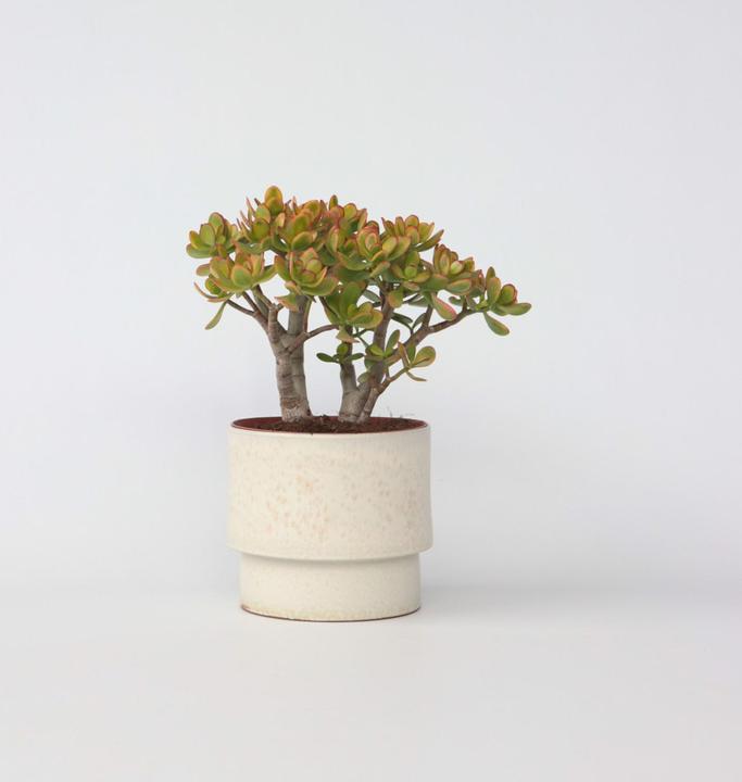 Image du produit Plant in a Box Crassula ovata Sunset - Plante de jade (45 cm)