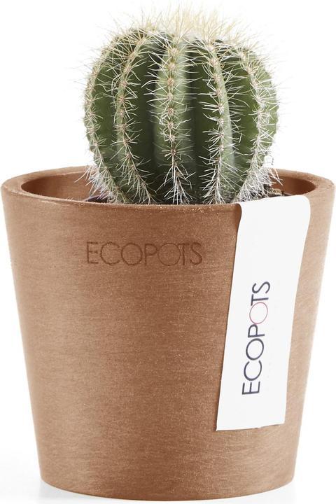 Actual product image Ecopots Amsterdam Mini (8 cm)
