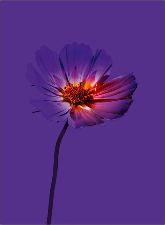 Actual product image Greenborn Deo Stick Bitter Sweet (Stick, 50 ml)