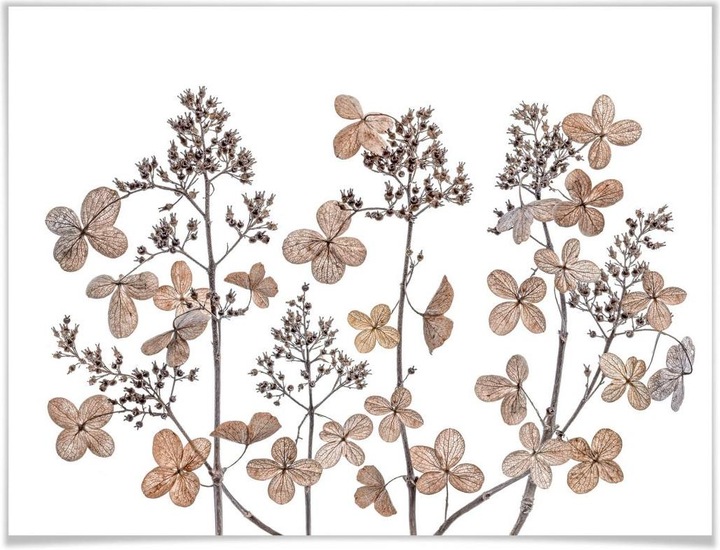 Produktbild Trenddeko Getrocknete Blumen (80 x 60 cm)