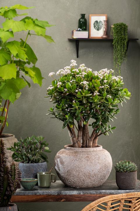 Immagine prodotto Plant in a Box Crassula ovata Minor - Pianta di giada (30 cm)