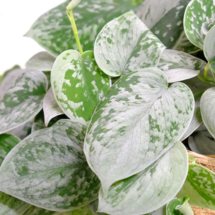 Immagine prodotto VEG and the City Lova (Edera argentata - Scindapsus pictus silver ann)
