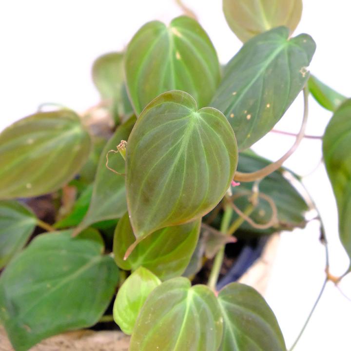 VEG and the City Naya (Samtiger Baumfreund - Philodendron micans)