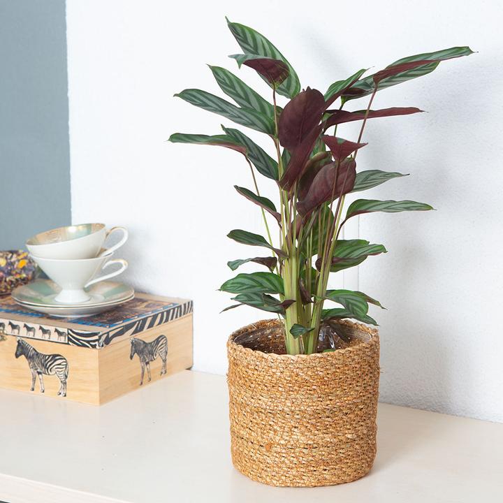 Produktbild VEG and the City Nobres (Korbmarante -Calathea compactstar) (40 cm)