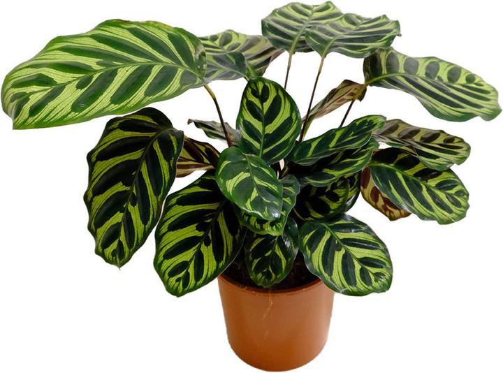 Actual product image VEG and the City Sagres (Basket Marante - Calathea makoyana) (35 cm)