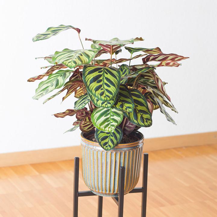 Actual product image VEG and the City Sagres (Basket Marante - Calathea makoyana) (35 cm)
