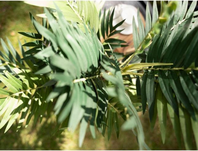 Produktbild Europalms Areca Palme (110 cm)