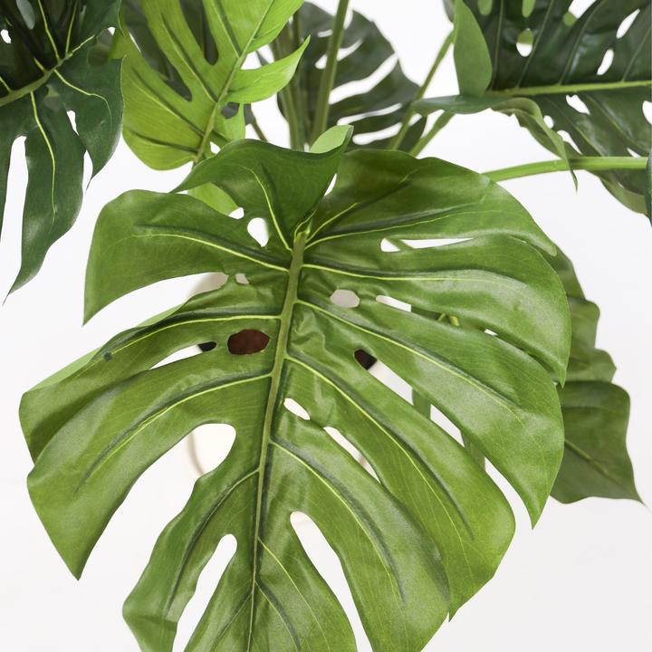 Immagine prodotto Plant in a Box Monstera - (85 cm)