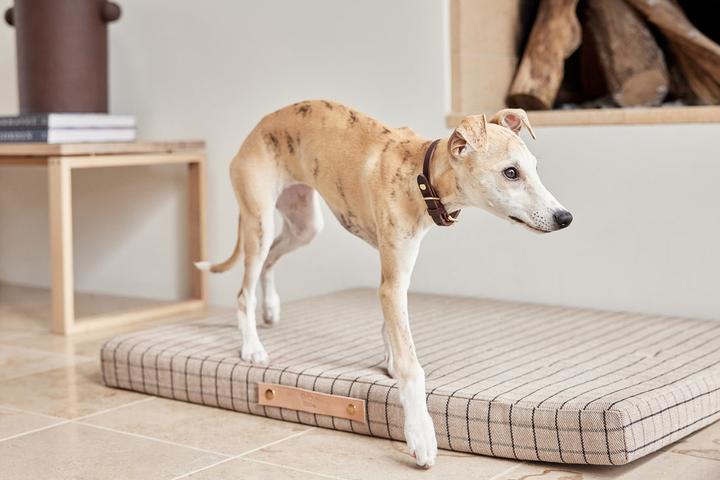 Immagine prodotto Oyoy Milo (Cane)