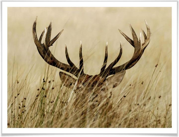 Produktbild Trenddeko Wachsamer Hirsch (60 x 50 cm)