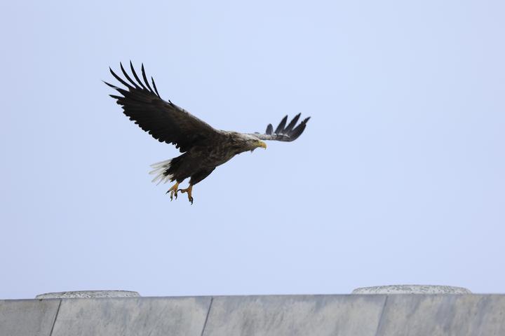 Productafbeelding Canon RF 100-400mm f/5.6-8 IS USM (Canon RF, Volledig formaat)