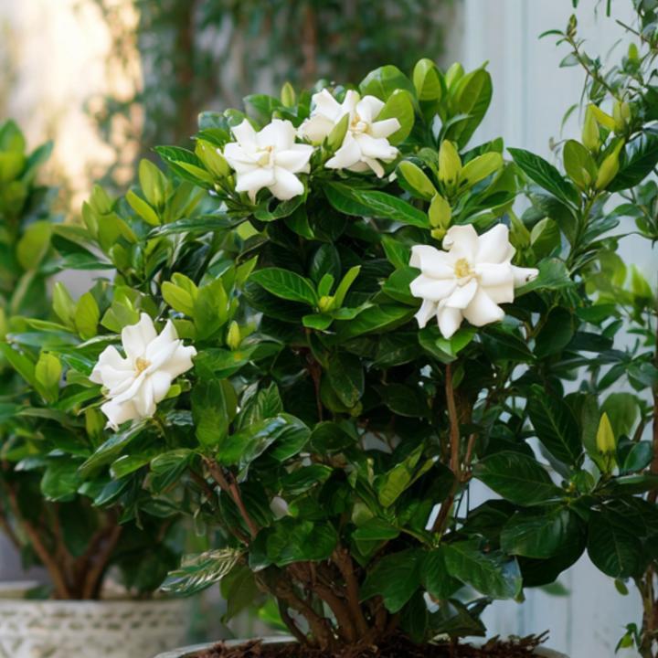 Actual product image Plant in a Box Gardenia Jasminoides (20 cm)