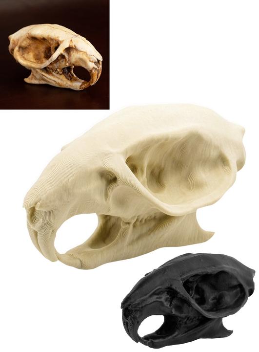 Produktbild Andracor Rattenschädel - 3D-Druck (7cm) (1 Stk.)