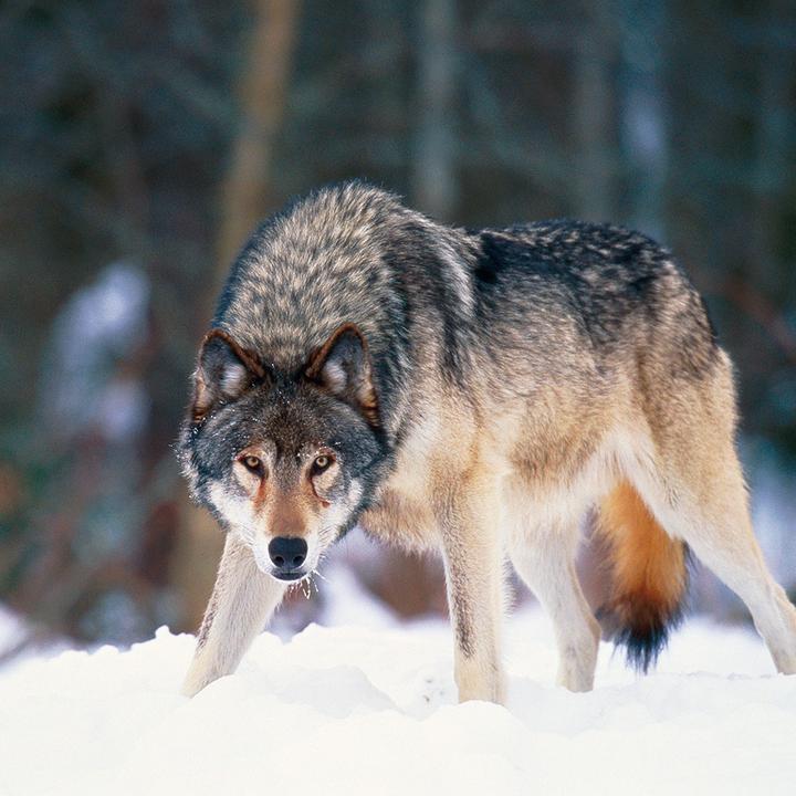 Produktbild Wolves 2024