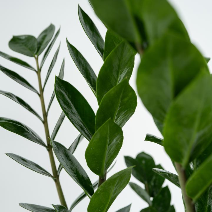 Produktbild Plant in a Box Zamioculcas Emerald - Glücksfeder (70 cm)