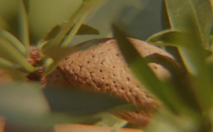 Produktbild L'Occitane Mandel Duschöl Nachfüllpackung (500 ml)