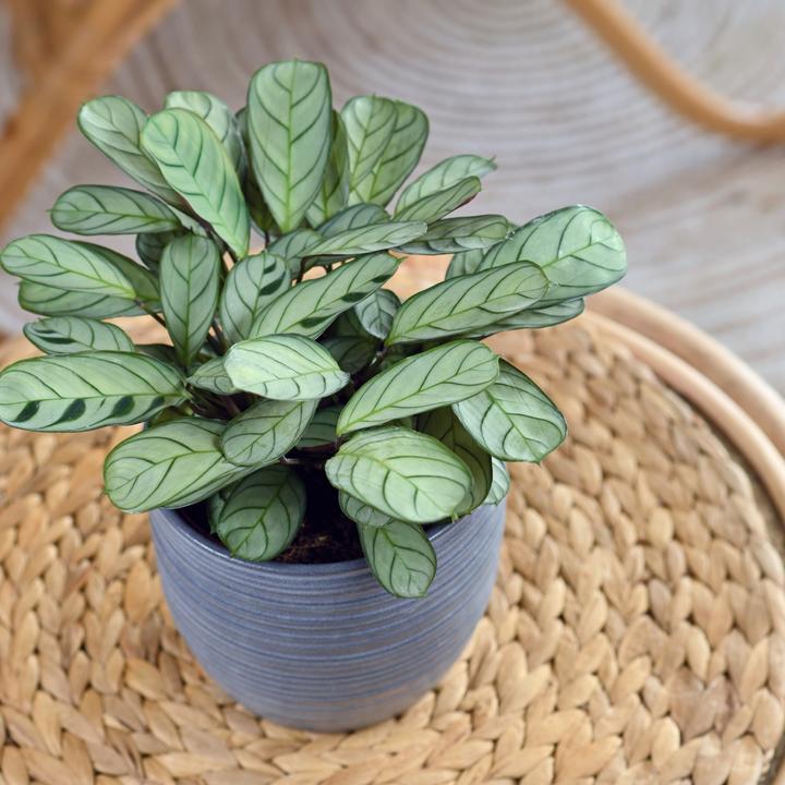 Produktbild Plant in a Box Ctenanthe Amablis Burle-marxii - 2er Set Korbmarante (30 cm)