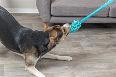 Image du produit Trixie Bungee (Apporter)