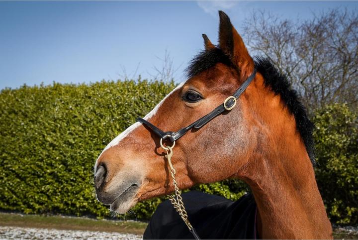 Immagine prodotto TdeT Bocca per cavallo in pelle da presentazione