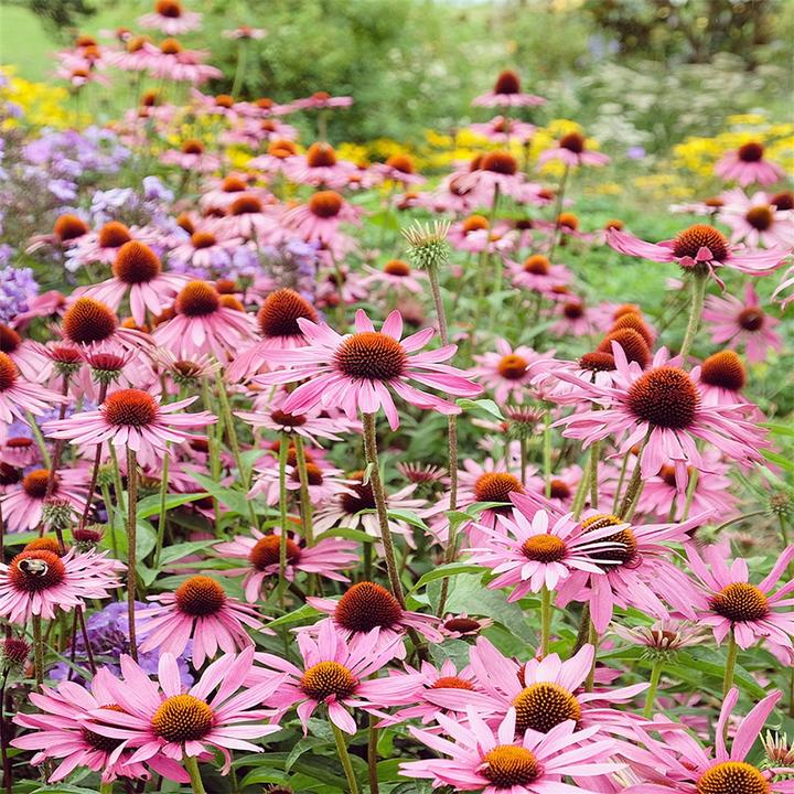 Actual product image Sekoya Echinacea + | Against colds (120 pcs., Pills)