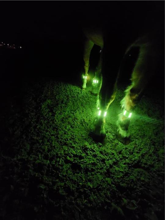 Image du produit Animal Light LED Leuchtgamaschen Threeple 4er-Set