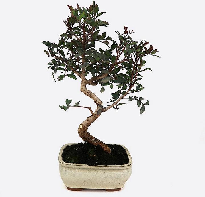 Produktbild Bonsai.ch Ginkgo biloba