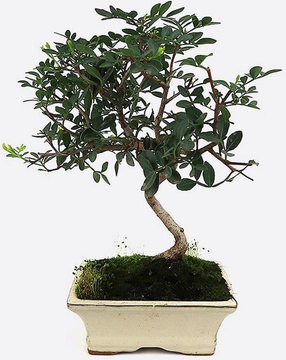 Bonsai.ch Pistazie - kaufen bei Galaxus - Galaxus