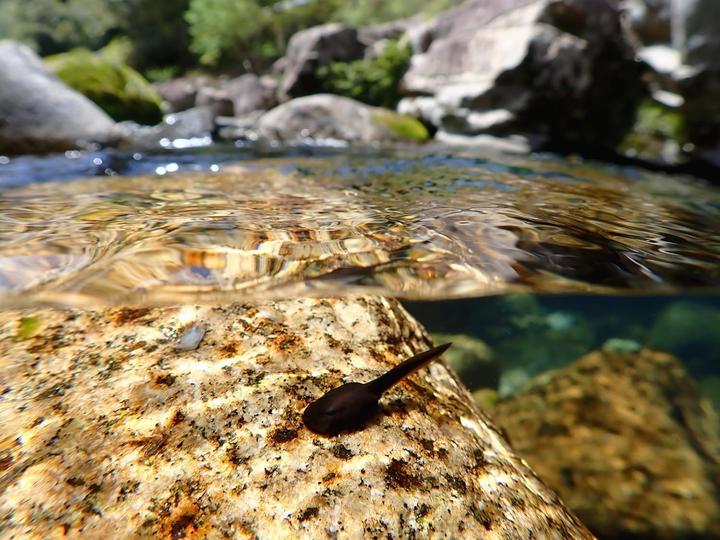 Image du produit OM System Tough TG-7 (4.5 - 18 mm, 12 Mpx, 1/2,3'')