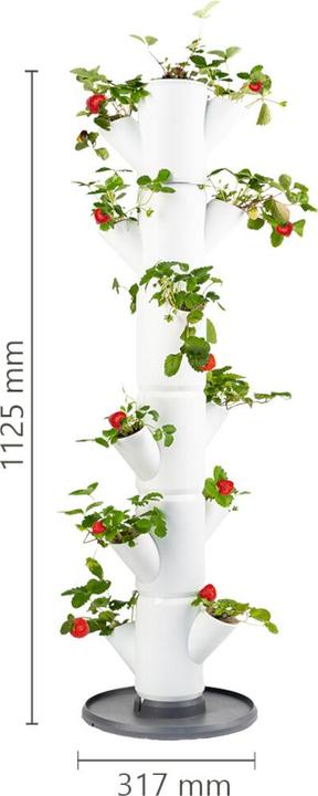 Actual product image Gusta Garden Sissi Strawberry (27 x 27 x 113 cm)