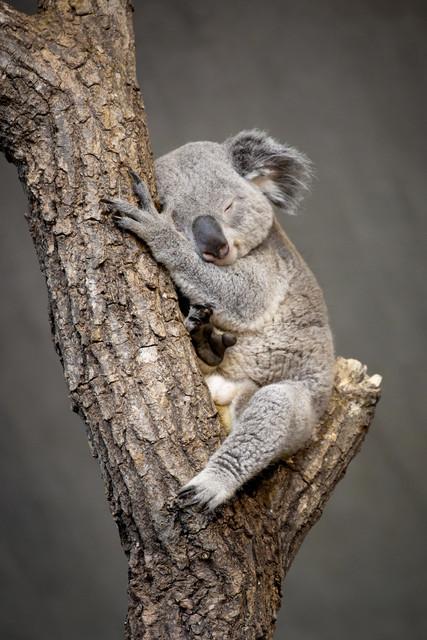 Produktbild Eibert Visual Bilder (30 x 45 cm)