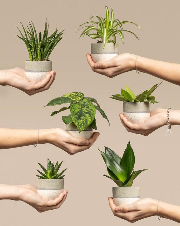 feey Überraschungs-Babypflanzen (6er Set) (5 cm, Freshly repotted)