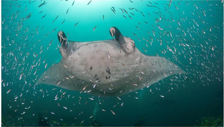 Productafbeelding Olympus OM System m.Zuiko PRO 8mm F1.8 FishEye (Micro Vier Derde, Micro Vier Derde)