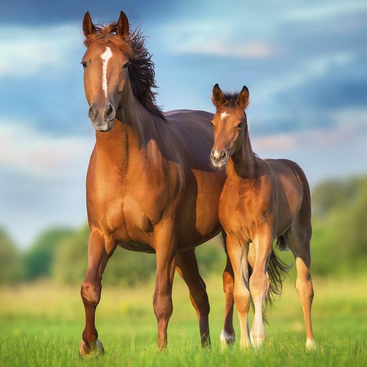 Produktbild Magic Horses 2026 (30x30cm)