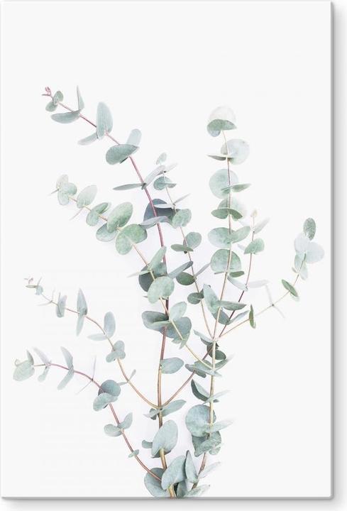 Produktbild Trenddeko Eukalyptuszweig (40 x 60 cm)