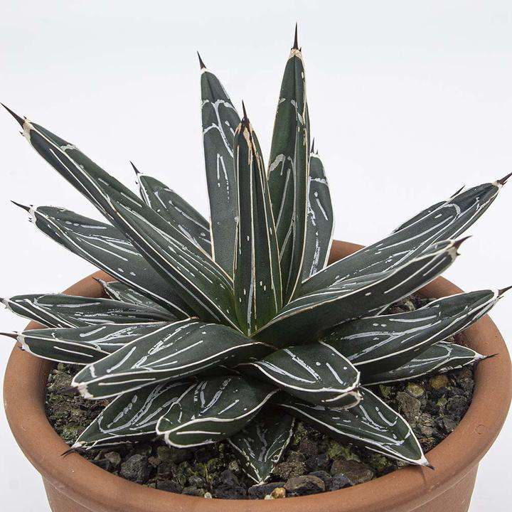 Image du produit Kakteen Gautschi Agave victoria reginae (25 cm)