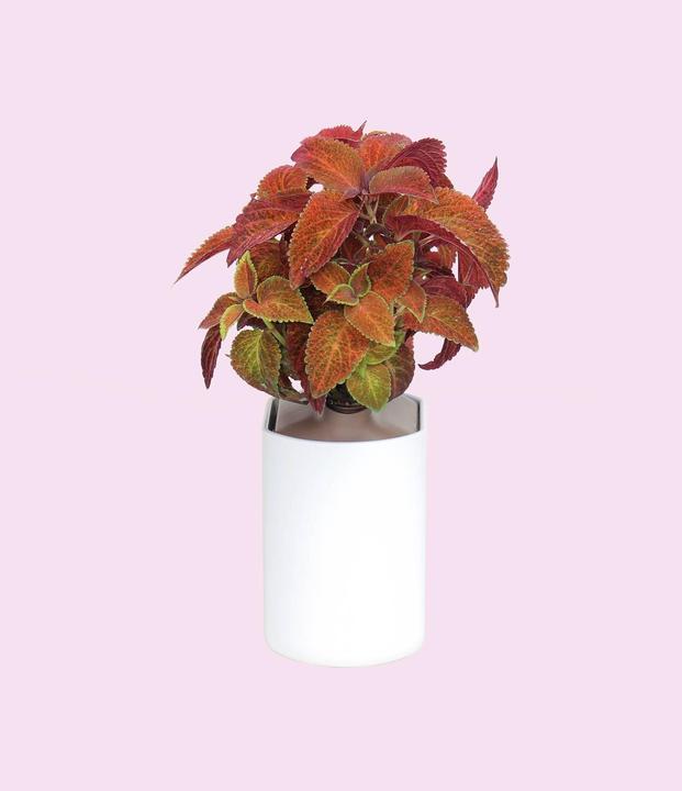 Produktbild Prêt à Pousser Saatgut Coleus (Kräutersamen)