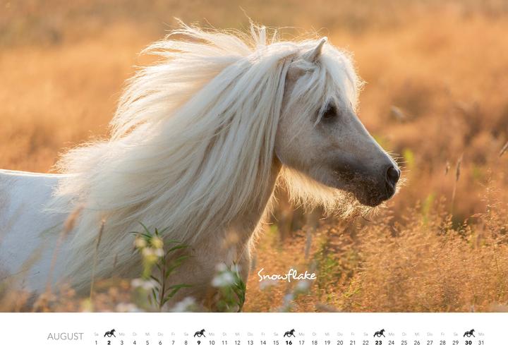 Produktbild Pferde Kalender 2026 Wandkalender