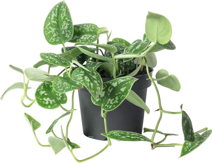 Flowerbox Gefleckte Efeutute - Scindapsus pictus 'Argyraeus' (15 cm)