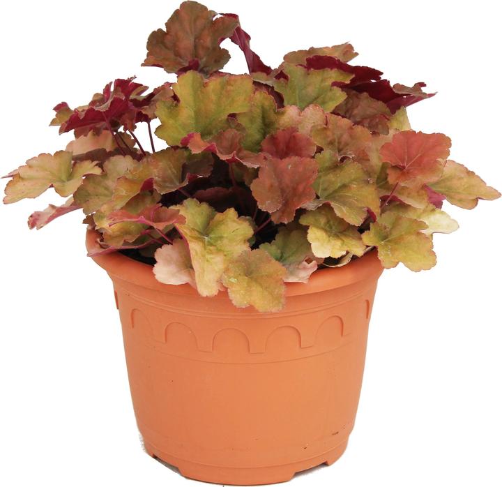 Image du produit Zulauf Heuchera 'Creme Brulee' / Purpurglöckchen 'Creme Brulee' (20 cm)