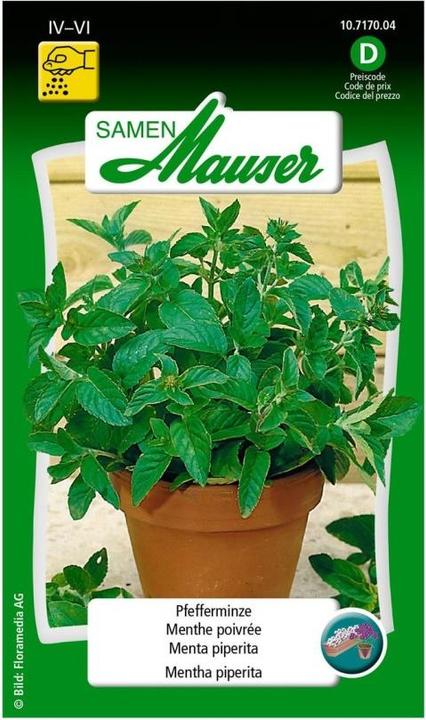 Samen Mauser Menthe poivrée (Graines d'herbes aromatiques)