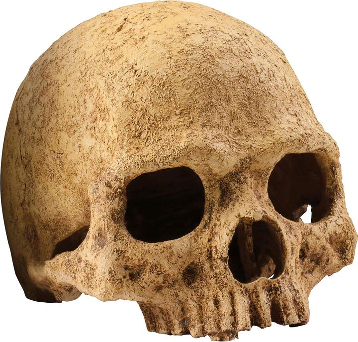 Produktbild Exo Terra Primate Skull 17x13.5x11.5cm