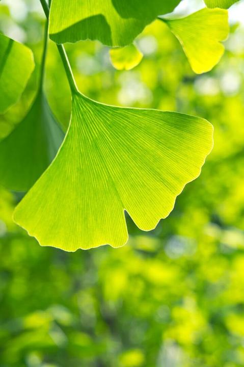 Produktbild Arkopharma Arkocaps Ginkgo Kapseln (45 Stück, Kapseln, 40 g)