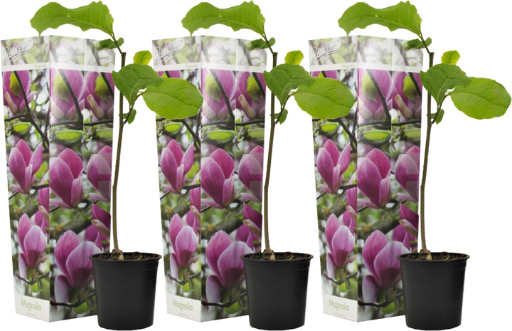 Immagine prodotto Plant in a Box Susan Magnolia - Set di 3 Magnolia (25 cm)