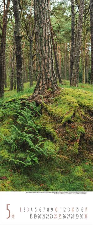 Immagine prodotto Bäume2026 (28,5 x 69 cm)