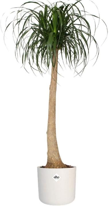 Image du produit Elho B.for Soft Ronde (22 x 20.40 cm)