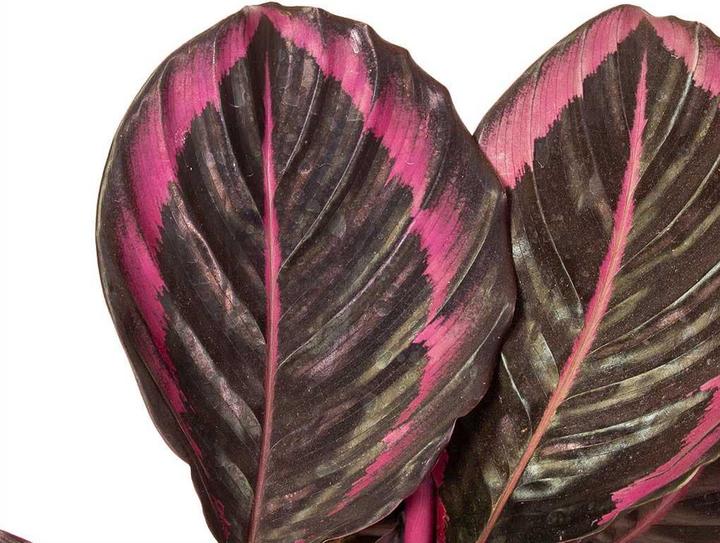 Plantlovers Calathea Roseopicta Dottie (Korbmarante)
