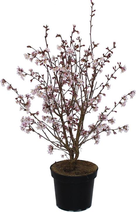 Produktbild Zulauf Kurilen-Kirsche / Prunus nipponica 'Ruby' (80 cm)
